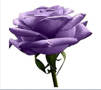 Violet Rose Edge Flower seeds for Planting - Low Maintenance, Heirloom & GMO Free Seeds for Home Garden
 
 Sale seeds for planting in home garden