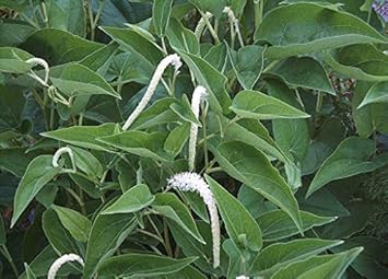 Lizard’s Tail (Saururus cernuus) Flower Seeds – Heirloom Non-GMO Variety for Home Garden Planting
 
 Sale seeds for home garden