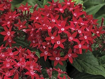 Red Pentas Flower seeds for Planting - Perfect for Borders, Heirloom & GMO Free Seeds for Home Garden
 
 Sale for planting in home garden
