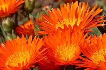 Orange Ice Plant Flower seeds for Planting - Compact Growth, Heirloom & GMO Free Seeds for Home Garden
 
 Sale for planting in home garden