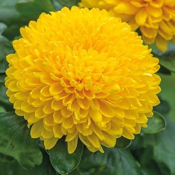 Chrysanthemum Flower Seeds For Planting - Bright Yellow Blooms Gardening & Landscaping