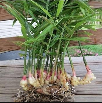 Spicy Ginger Root Vegetable Seeds For Planting Seeds