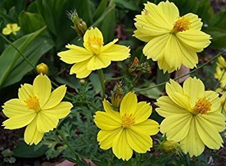 Cosmos Yellow Sunshine for planting in flower bed