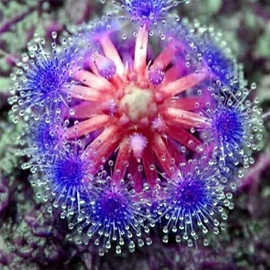 Blue Sundew Flower seeds for Planting - Bright Blooms, Heirloom & GMO Free Seeds for Home Garden
 
 Sale for planting in home garden