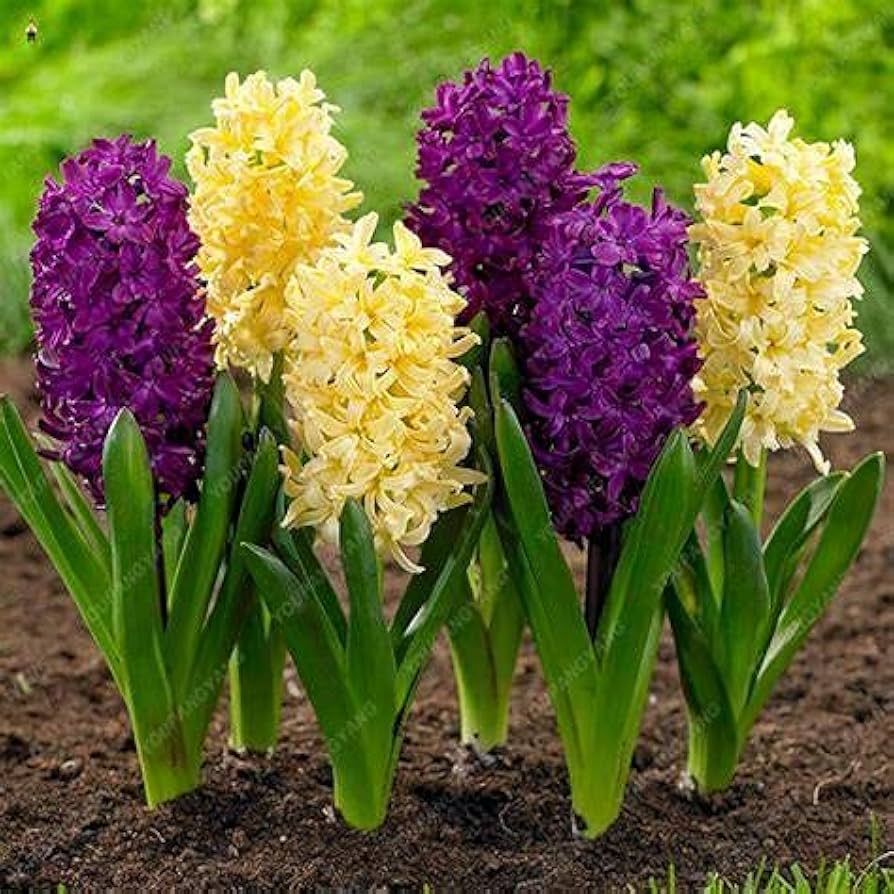 Hyacinth Hyacinthus orientalis for planting in hydroponic garden