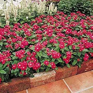 Vinca Cooling Red Annual seeds for bright red flowers