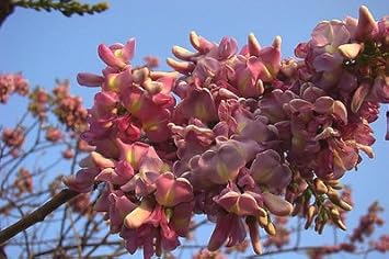 Pale Pink Gliricidia Sepium Flower seeds for Planting - Bright Blooms, Heirloom & GMO Free Seeds for Home Garden
 
 Sale seeds for home garden