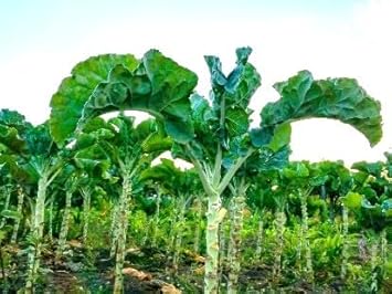 Premium Kale Planting Seeds Vegetable Seeds