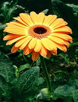 Orange Gerbera Jamesonii Flower seeds for Planting - Easy to Grow, Heirloom & GMO Free Seeds for Home Garden
 
 Sale seeds for home garden