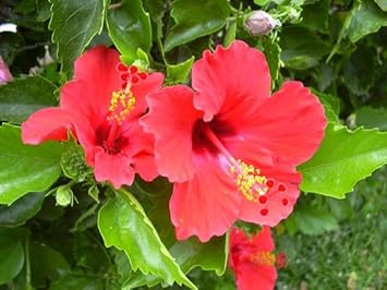 Hibiscus Flower Seeds For Planting & Growth