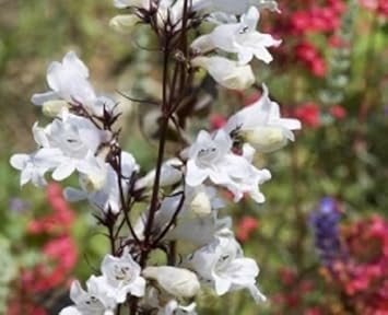 White Snowbells Flower seeds for Planting - Pollinator Friendly, Heirloom & GMO Free Seeds for Home Garden
 
 Sale for planting in home garden.