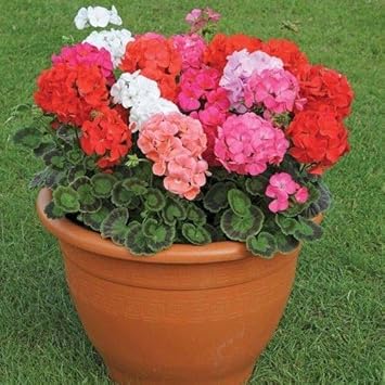 Light Red Pelargonium Flower Seeds for Planting Fragrant Blossoms Heirloom & GMO Free Seeds for Home Garden
 
 Sale for planting in home garden