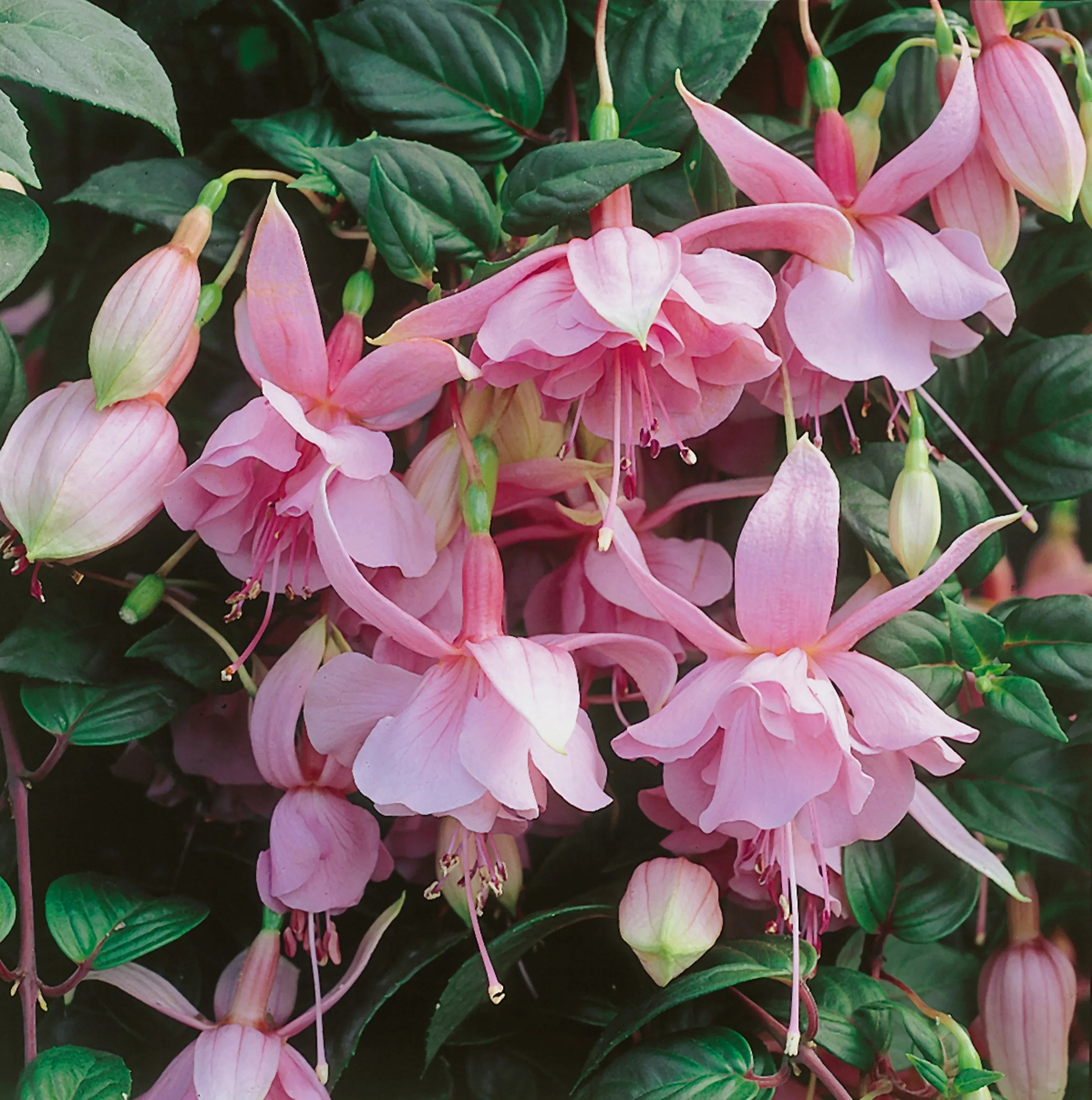 Fuchsia Flower Seeds For Planting Pink Blooms - Perfect A Vibrant Garden