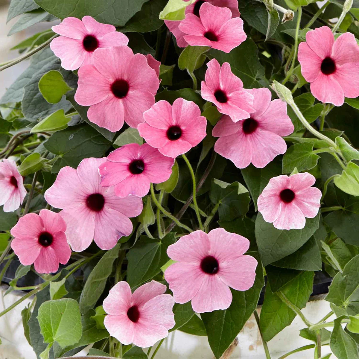 Light Pink Thunbergia Flower Seeds For Planting