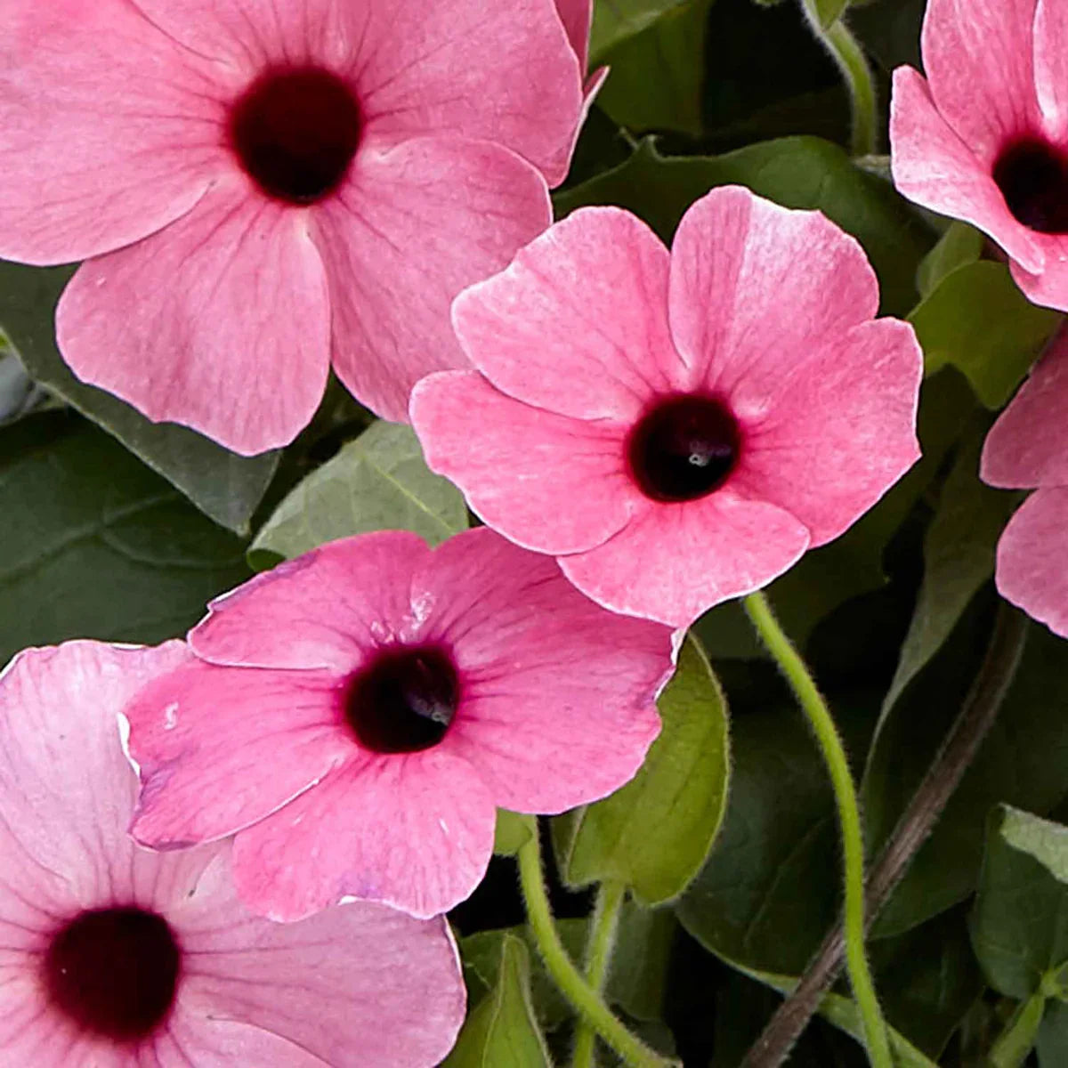 Light Pink Thunbergia Flower Seeds For Planting