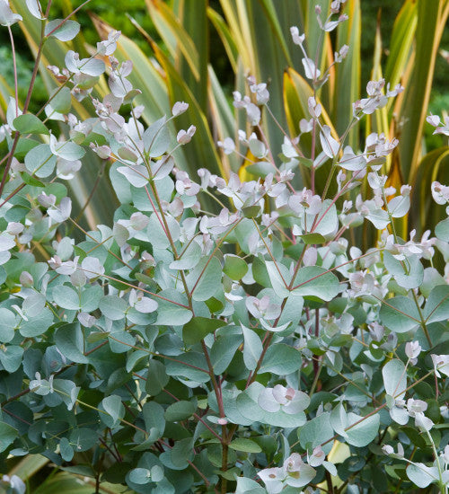 Silver Eucalyptus Plant Seeds For Gardening And Planting: Grow Your Own Beautiful Trees!