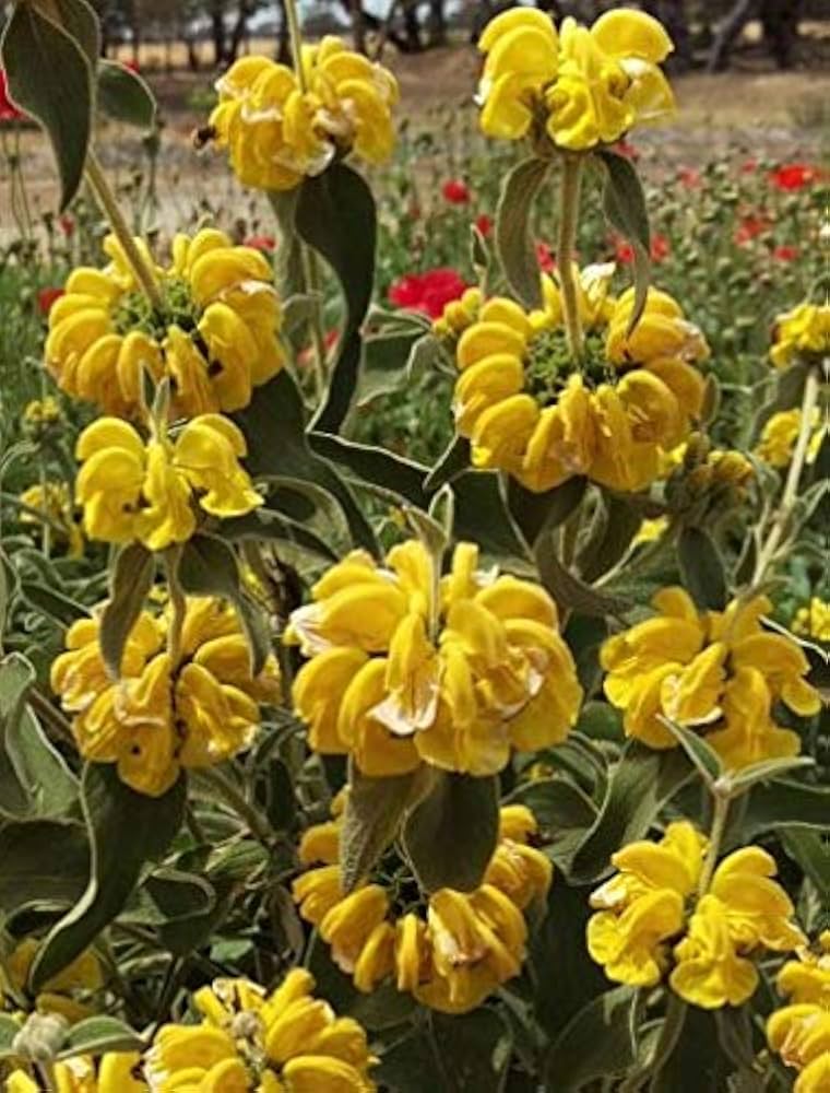 Jerusalem Sage Phlomis fruticosa Seeds for planting in herb garden