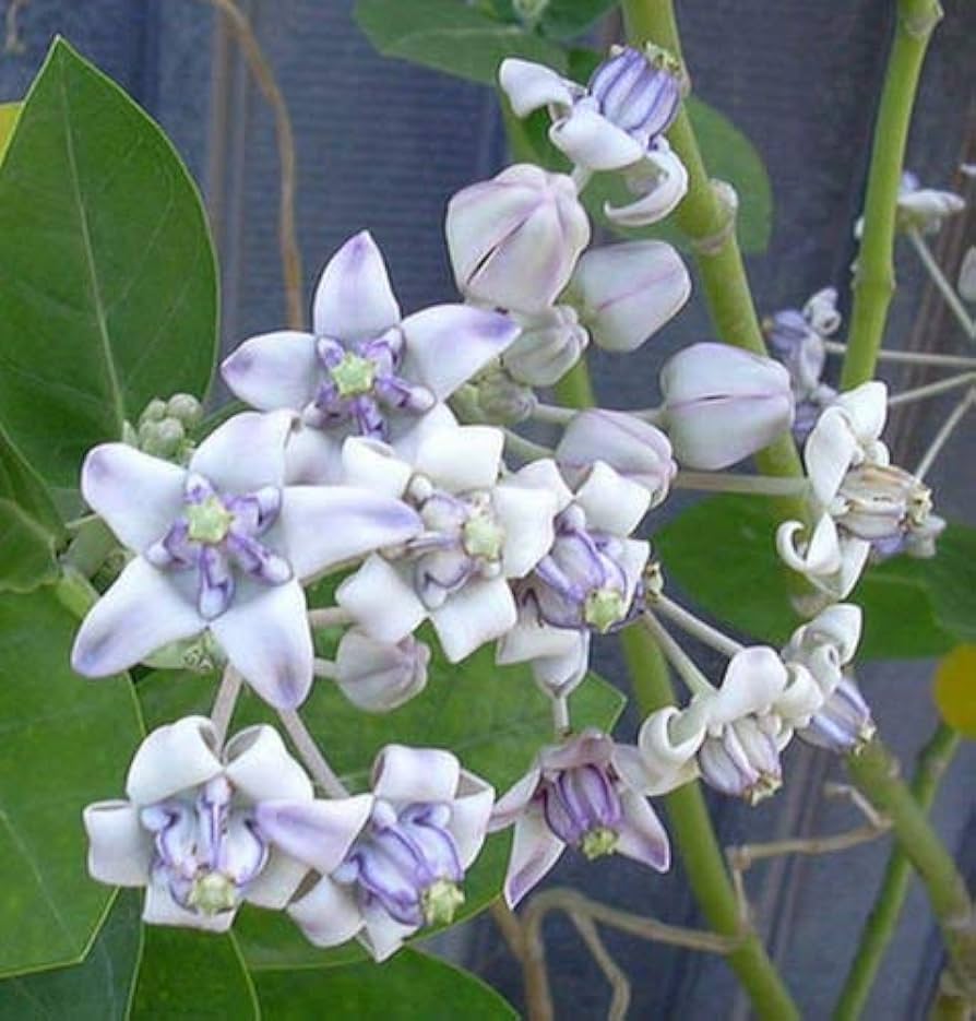 Calotropis Gigantea violet for butterfly garden