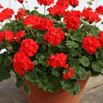 Geranium Flower seeds for Planting Long Bloom Season Heirloom & GMO Free Seeds for Home Garden 
 
 Sale for planting in home garden