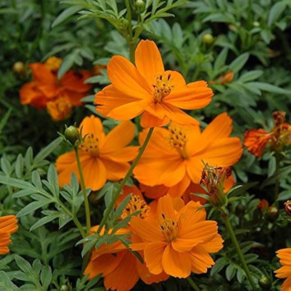 Cosmos Cosmic Orange Flower Seeds for vibrant orange blooms