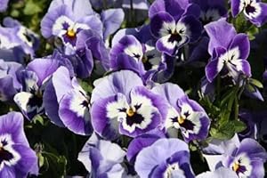 Joker Light Blue Pansy seeds for elegant blue flowers