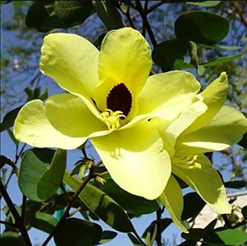 Yellow Bauhinia Flower Seeds For Planting - Vibrant Blooms Your Garden