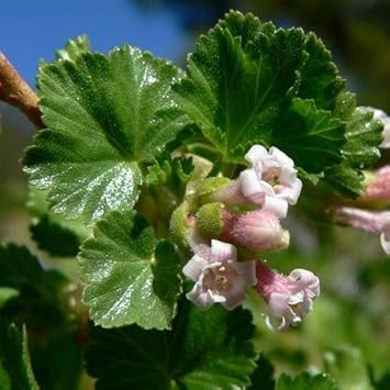 Pink Ribes Cereum Flower seeds for Planting - Compact Growth, Heirloom & GMO Free Seeds for Home Garden
 
 Sale seeds for planting in home garden