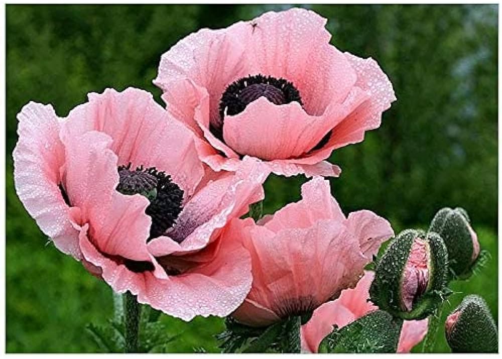 Rosa Farbe Poppy Papaver spp for planting in flower bed