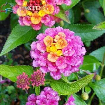 Pink Lantana Flower seeds for Planting - Cut Flower Favorite, Heirloom & GMO Free Seeds for Home Garden
 
 Sale seeds for planting in home garden