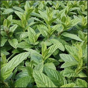 Spearmint Vegetable Seeds For Planting - Fresh Herb Seed Gardens And Pots Seeds