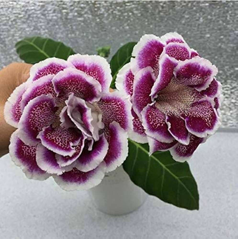 Gloxinia Sinningia speciosa flower seeds