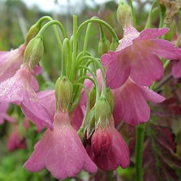 Primula Waltonii Flower seeds for Planting Low Maintenance Heirloom & GMO Free Seeds for Home Garden
 
 Sale seeds for home garden planting