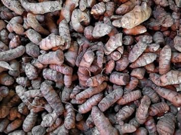 Turmeric Root Planting Seeds For Healing