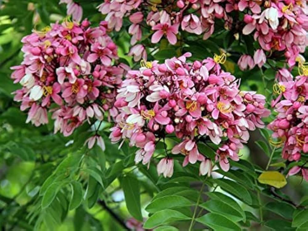 Eastern Judas Tree Seeds for Hardy, Pink Blooms