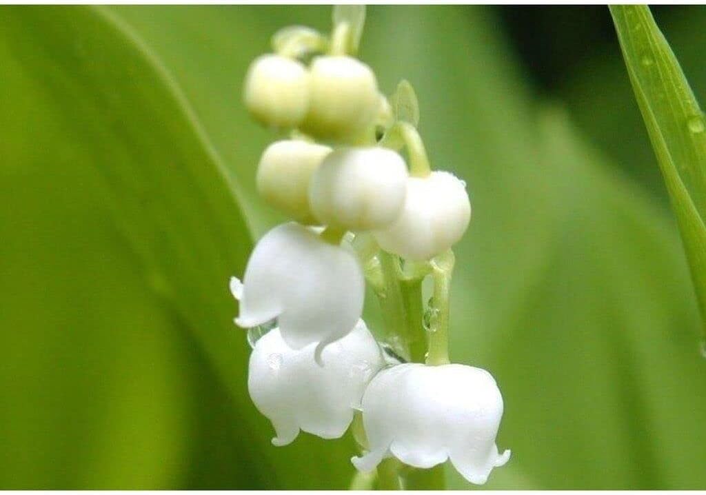 Light Yellow Phalaenopsis Orchid Seeds – Elegant Blooms Heirloom & NonGMO for Home Garden
 
 Sale for planting in home garden