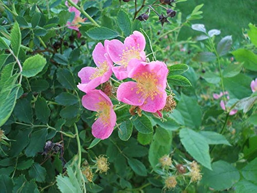 Prairie Wild Rose Rosa setigera Seeds for planting in flower bed