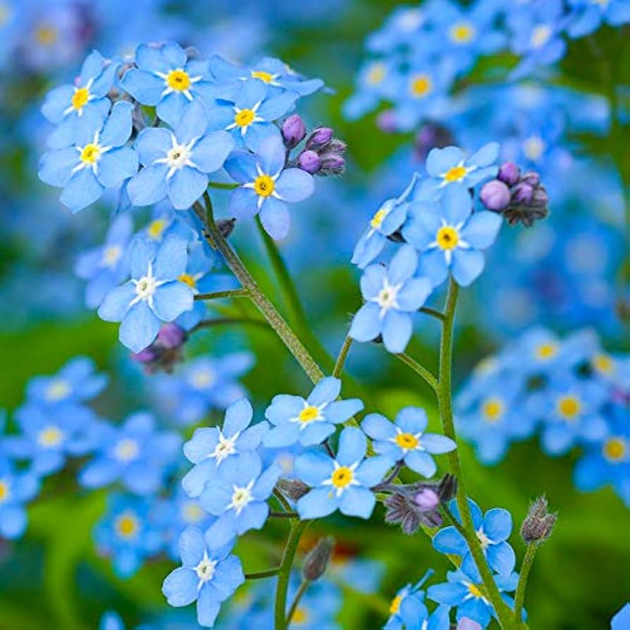 Myosotis Blue Flower Seeds For Planting And Growth