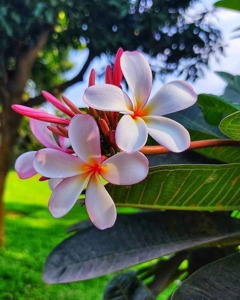 Mixed Color Plumeria Agave Plumeria spp. for planting in tropical garden