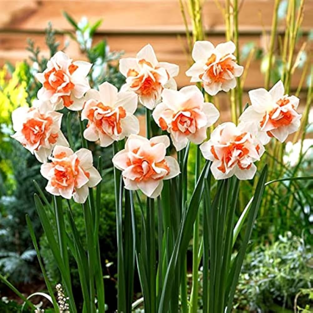 Daffodils Flower Seeds Planting White