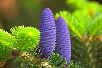 Purple Abies Koreana Flower seeds for Planting - Sun Loving, Heirloom & GMO Free Seeds for Home Garden
 
 Sale seeds for planting in home garden