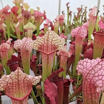 Sarracenia Flower seeds for Planting - Wildflower Mix, Heirloom & GMO Free Seeds for Home Garden
 
 Sale for planting in home garden