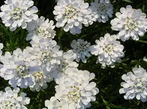 White Amara Empress Candytuft seeds for elegant flowers