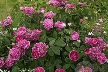 Pink Charles De Mills Flower Seeds For Planting