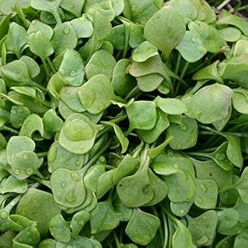 Green Claytonia Flower seeds for Planting - Cut Flower Favorite, Heirloom & GMO Free Seeds for Home Garden
 
 Sale seeds for home garden