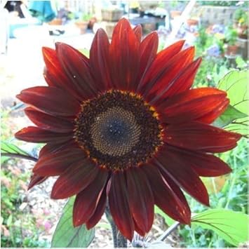 Red Moulin Sunflower Flower seeds for Planting - Easy to Grow, Heirloom & GMO Free Seeds for Home Garden
 
 Sale seeds for home garden