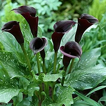 Black Calla Flower seeds for Planting - Pollinator Friendly, Heirloom & GMO Free Seeds for Home Garden
 
 Sale for planting in home garden.