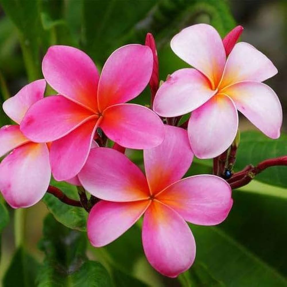 Plumeria Plumeria spp. for planting in tropical garden