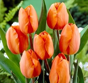 Orange Phalaenopsis Orchid Flower Seeds for Planting Perfect for Borders Heirloom & GMO Free Seeds for Home Garden
 
 Sale for planting in home garden