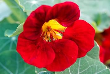 Dark Red Nasturtium Flower Seeds For Easy Planting