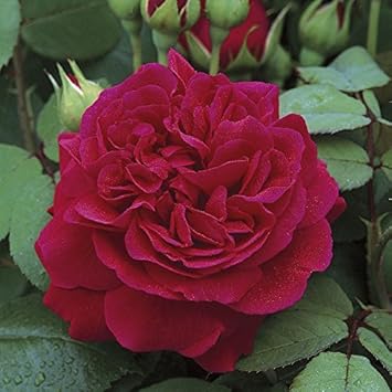 Dark Red Climbing Rose Flower seeds for Planting - Shade Tolerant, Heirloom & GMO Free Seeds for Home Garden
 
 Sale seeds for planting in home garden